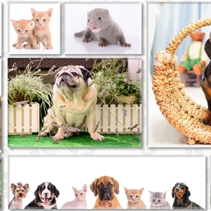 Premium Pet Photo Retouching for Stunning Images